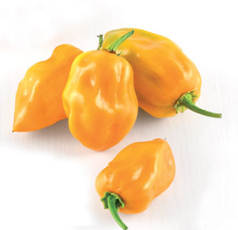 Immagine prodotto PEPERONE PICCANTE Habanero Orange