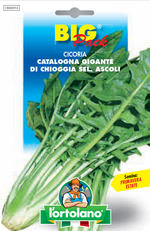 Immagine prodotto CICORIA Catalogna gigante di Chioggia sel. Ascoli