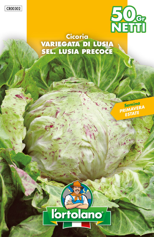 Immagine prodotto CICORIA Variegata di Lusia sel. Lusia precoce