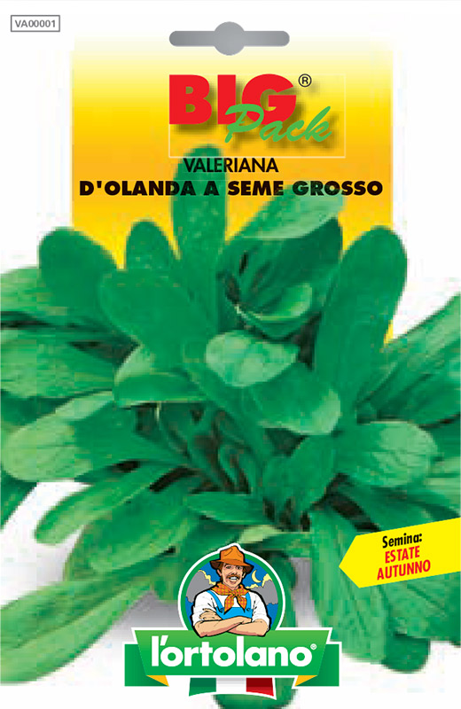 Immagine prodotto VALERIANA d’Olanda a seme grosso