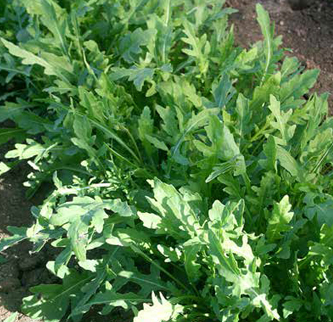 Immagine prodotto RUCOLA Selvatica da Campo (primaverile-estiva)