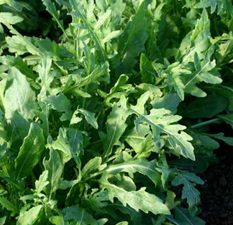 Immagine prodotto RUCOLA Selvatica da Campo (autunno-invernale)