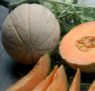 Immagine prodotto MELONE Peko F1