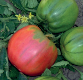 Immagine prodotto POMODORO Rosento (tipo Rosa di Sorrento)