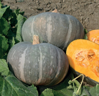 Immagine prodotto ZUCCA Giselle F1 (SAT 18439) (Cucurbita maxima)