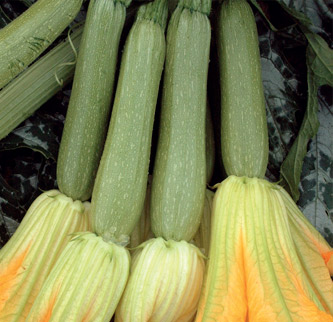 Immagine prodotto ZUCCHINO Oriente F1