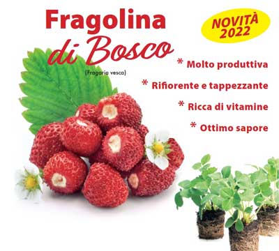 Immagine prodotto FRAGOLINA DI BOSCO