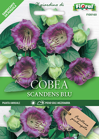 Immagine prodotto COBEA SCANDENS BLUE