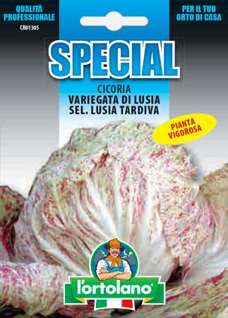 Immagine prodotto CICORIA Variegata di Lusia sel. Lusia Tardiva