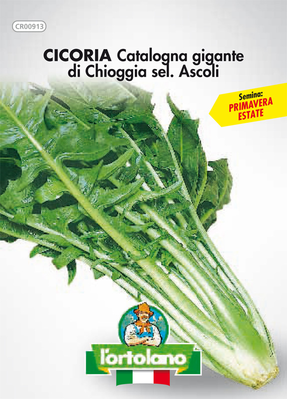 Immagine prodotto CICORIA Catalogna gigante di Chioggia sel. Ascoli