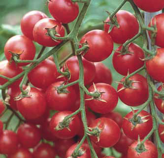 Immagine prodotto POMODORO Ciliegia