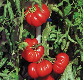 Immagine prodotto POMODORO Costoluto Fiorentino