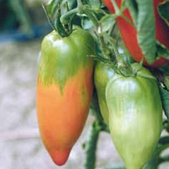 Immagine prodotto POMODORO S. Marzano Gigante 3