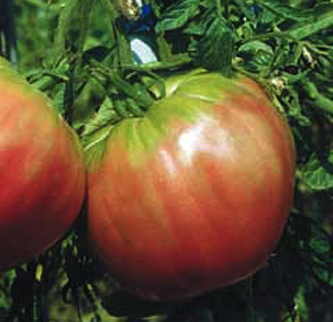 Immagine prodotto POMODORO Ponderosa Sel. Silano