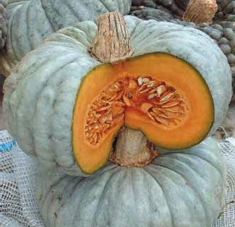 Immagine prodotto ZUCCA Beretta Piacentina (Cucurbita moschata)