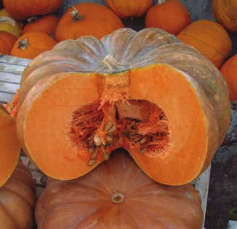 Immagine prodotto ZUCCA Moscata Di Provenza (Cucurbita moschata)