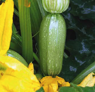 Immagine prodotto ZUCCHINO Giambo F1