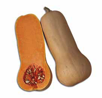 Immagine prodotto ZUCCA Butternut (Cucurbita moschata)